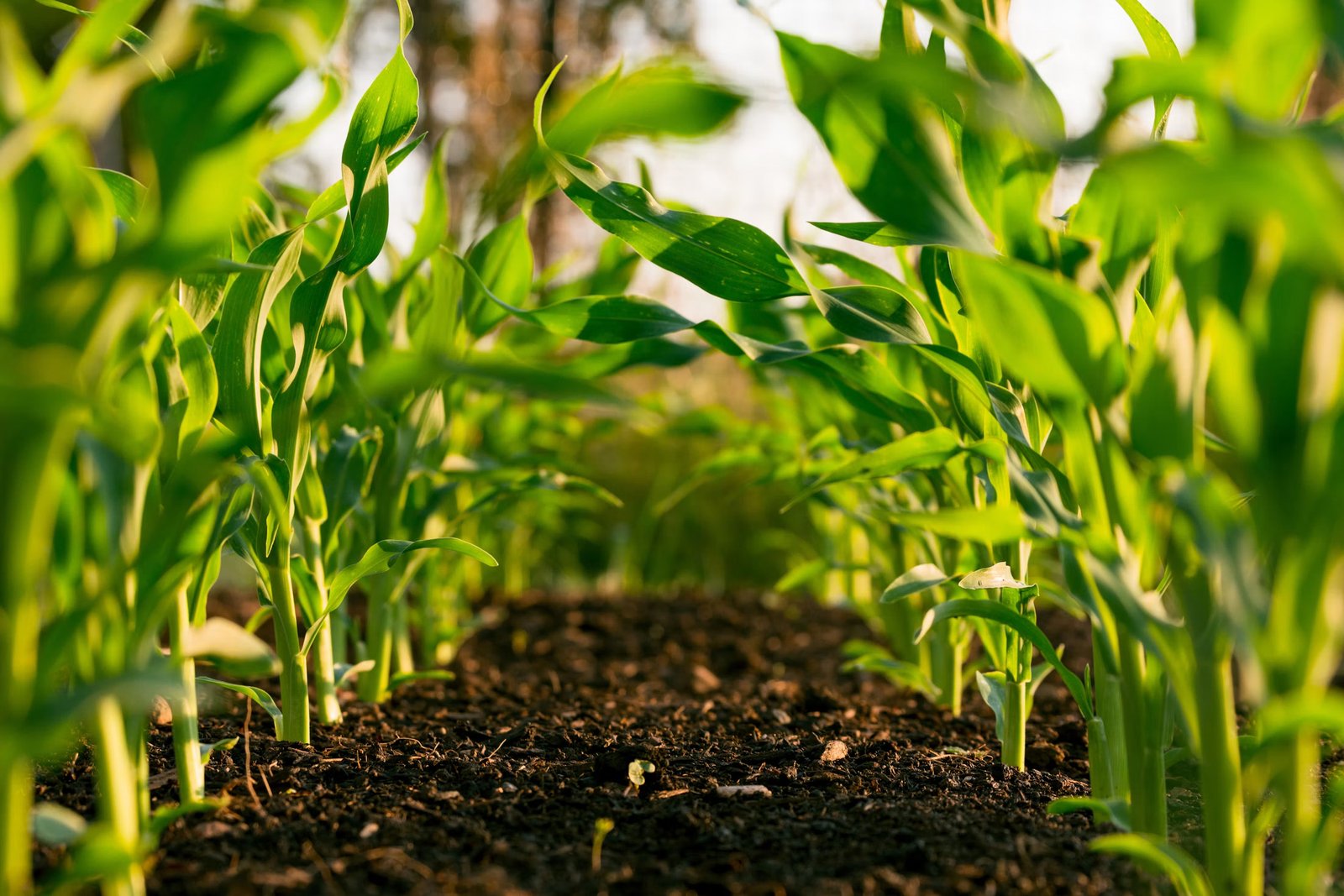 Modern Farming: Smart Solutions for a Better Agricultural Future
